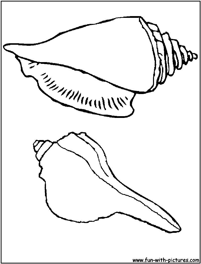 Página para colorir: Concha (Natureza e Estações) #163273 - Páginas para Colorir Imprimíveis Gratuitamente