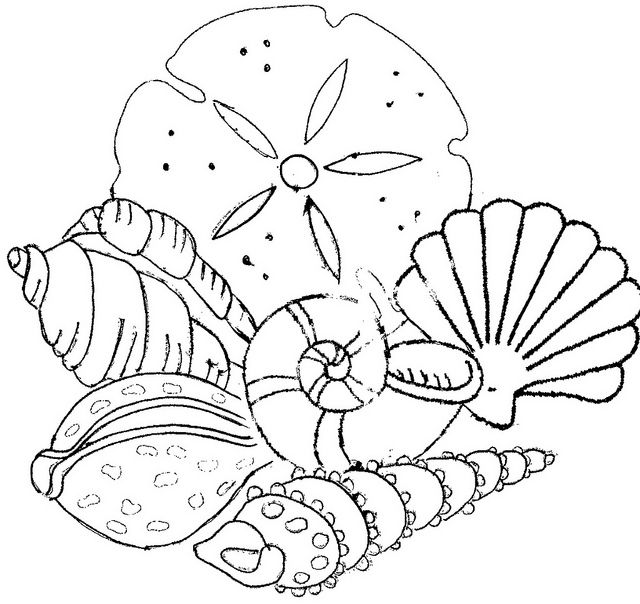 Página para colorir: Concha (Natureza e Estações) #163363 - Páginas para Colorir Imprimíveis Gratuitamente