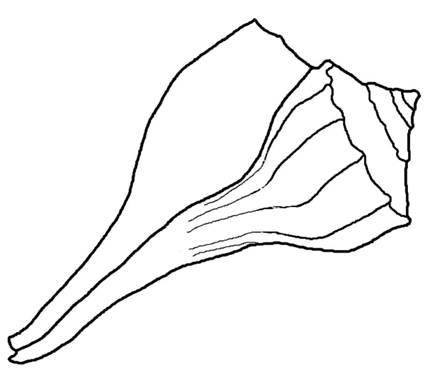 Desenho gratuito Concha #185477 da colecao Natureza e Estações para imprimir