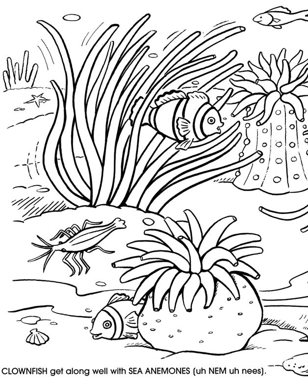 Desenho para colorir Coral #162920 da coleção Natureza e Estações, pronto para imprimir
