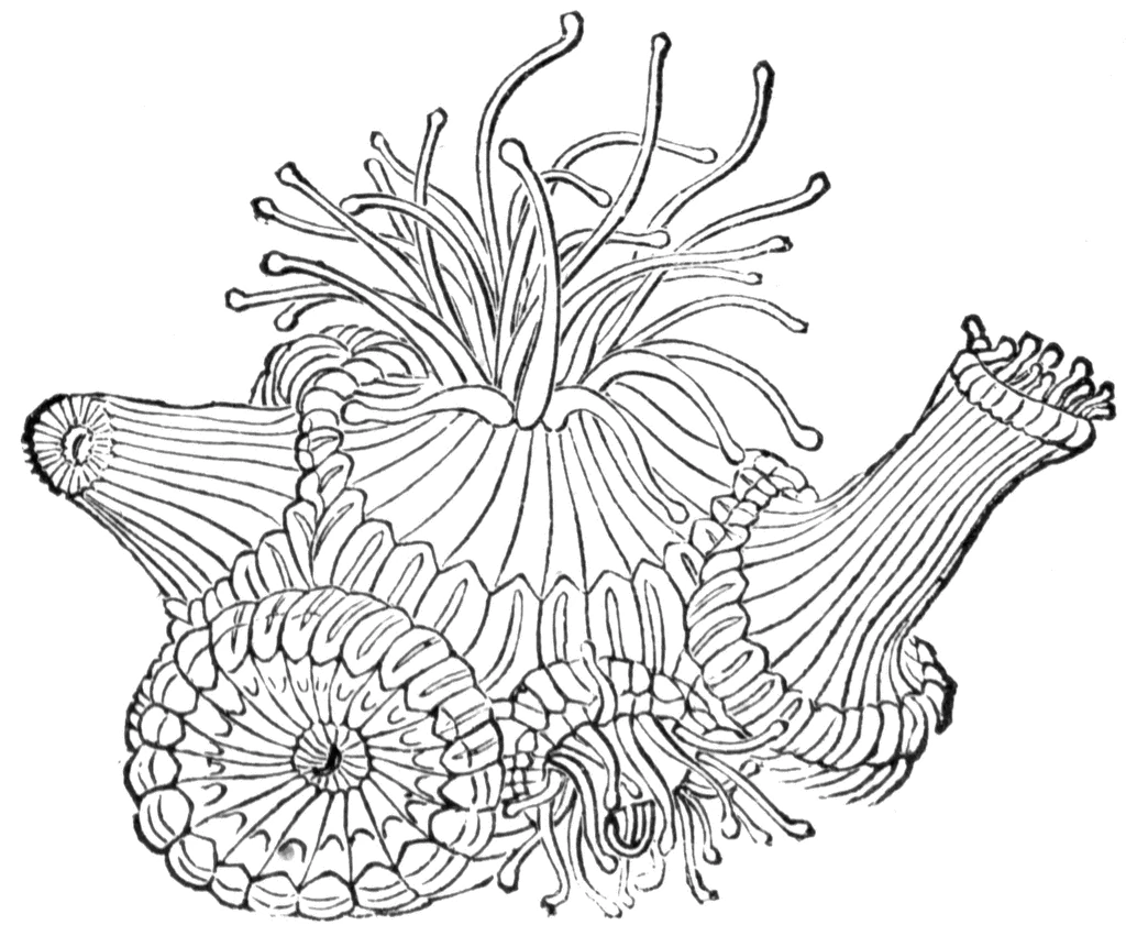 Desenho de Coral com tentáculos e corpo estriado para colorir