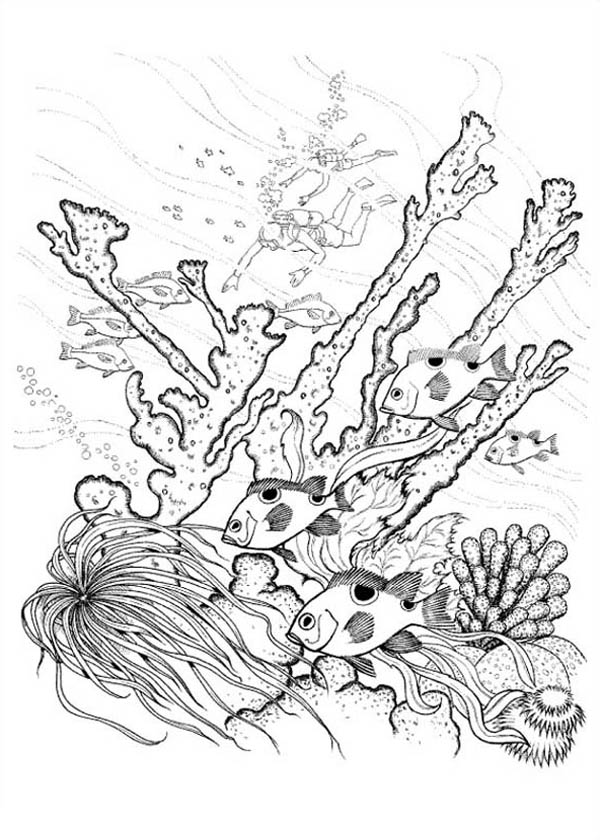 Desenho gratuito Coral #162970 da colecao Natureza e Estações para imprimir