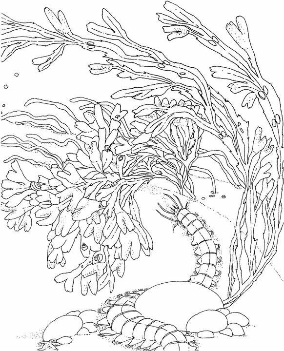 Desenho gratuito Coral #162973 da colecao Natureza e Estações para imprimir