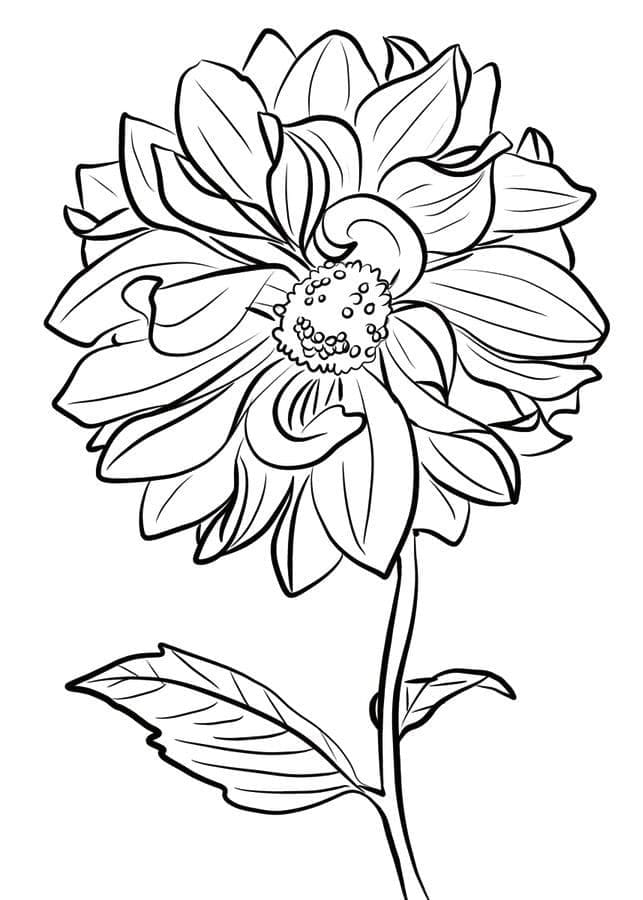 Desenho gratuito Dália #176510 da colecao Natureza e Estações para imprimir