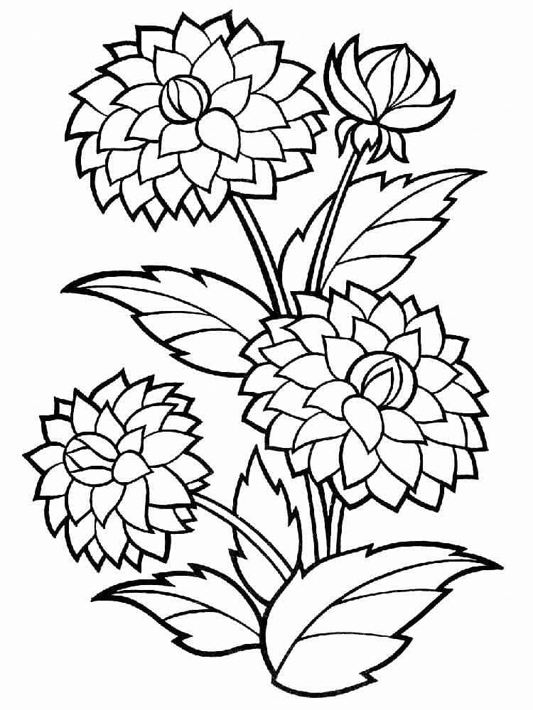 Desenho gratuito Dália #176511 da colecao Natureza e Estações para imprimir Desenho gratuito Dália #176511 da colecao Natureza e Estações para imprimir