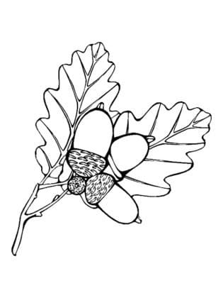 Desenho para colorir Estação do Outono #176732 da coleção Natureza e Estações, pronto para imprimir Desenho para colorir Estação do Outono #176732 da coleção Natureza e Estações, pronto para imprimir