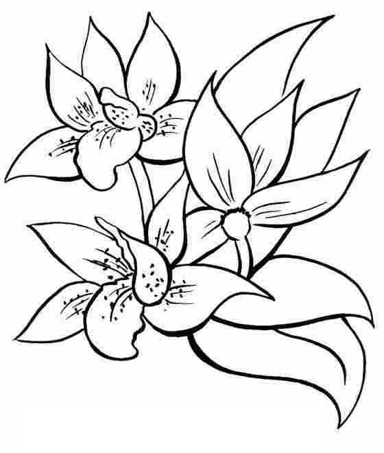 Desenho de Três flores de orquídea desabrochadas para colorir
