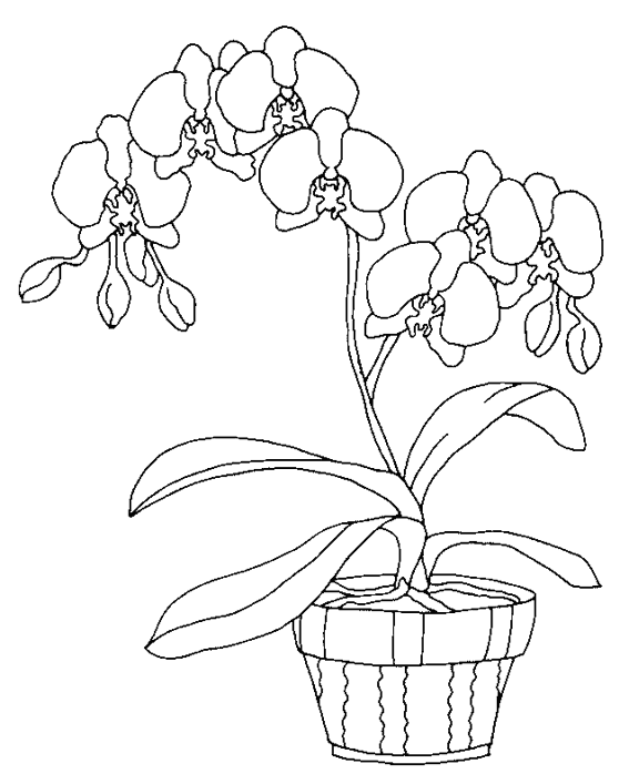 Desenho gratuito Flores #155091 da colecao Natureza e Estações para imprimir