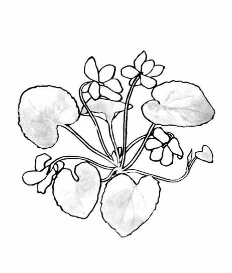 Desenho gratuito Flores #155218 da colecao Natureza e Estações para imprimir Desenho gratuito Flores #155218 da colecao Natureza e Estações para imprimir