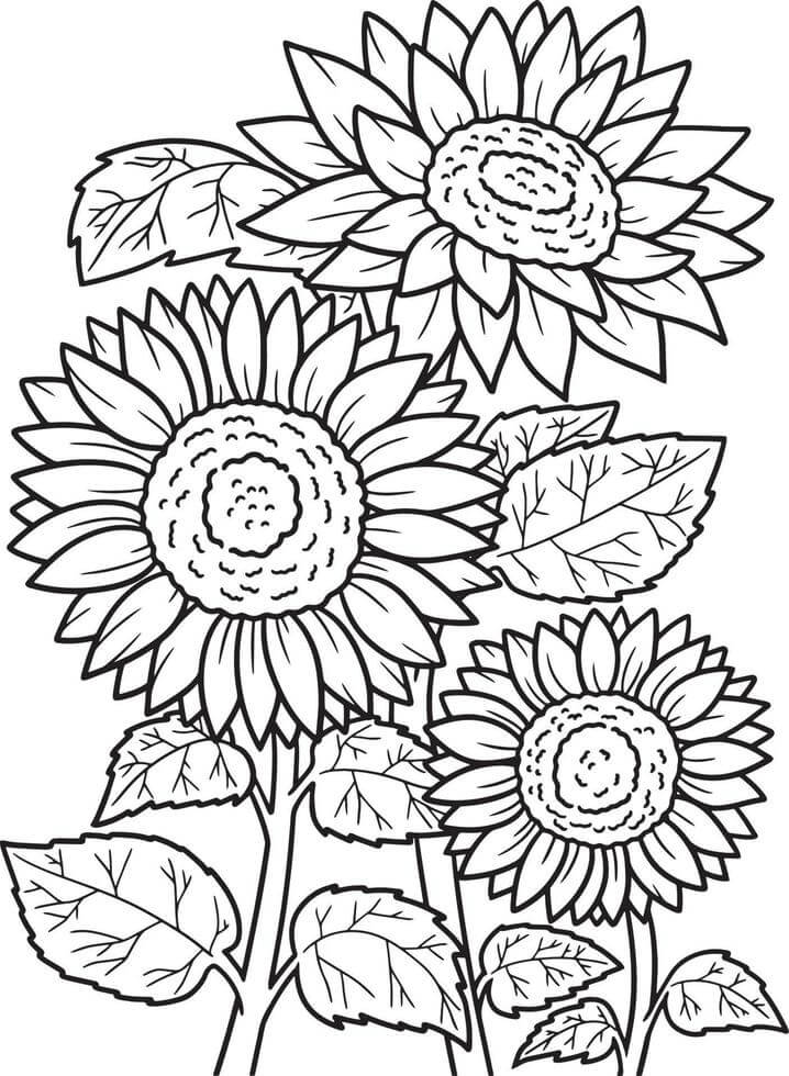 Ilustração de Girassol #171056 para colorir, parte da coleção Natureza e Estações Ilustração de Girassol #171056 para colorir, parte da coleção Natureza e Estações