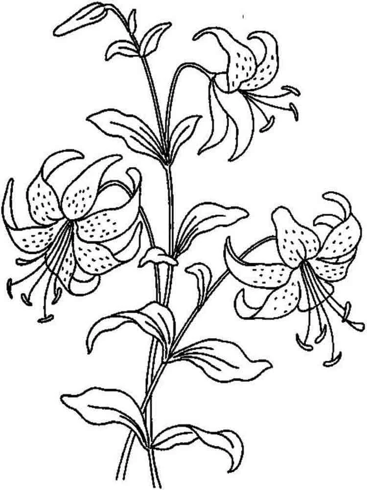 Desenho de Ramo de lírio com três flores abertas para colorir Desenho de Ramo de lírio com três flores abertas para colorir