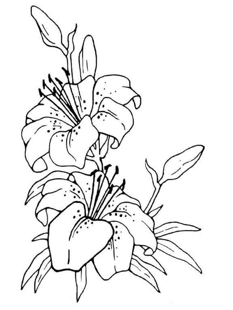 Desenho gratuito Lírio #182376 da colecao Natureza e Estações para imprimir Desenho gratuito Lírio #182376 da colecao Natureza e Estações para imprimir