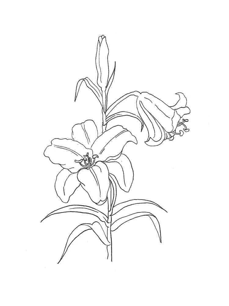 Desenho de Lírio com duas flores no caule para colorir Desenho de Lírio com duas flores no caule para colorir