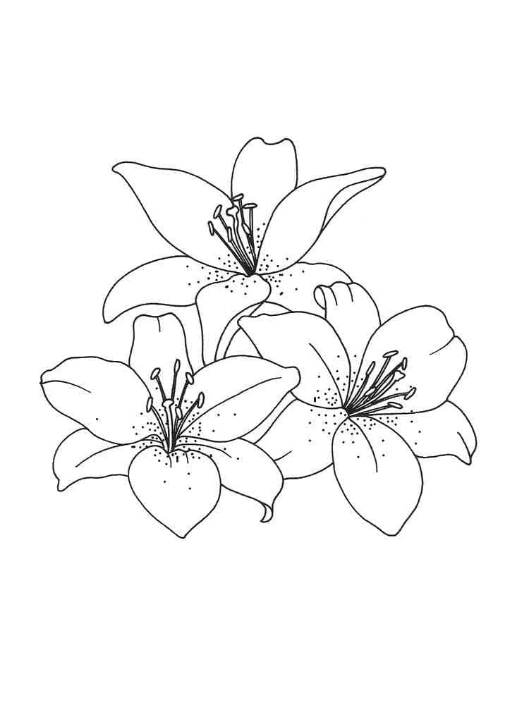 Desenho de Lírios em plena floração para colorir Desenho de Lírios em plena floração para colorir