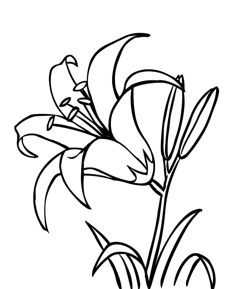 Desenho de Lírio em plena floração para colorir