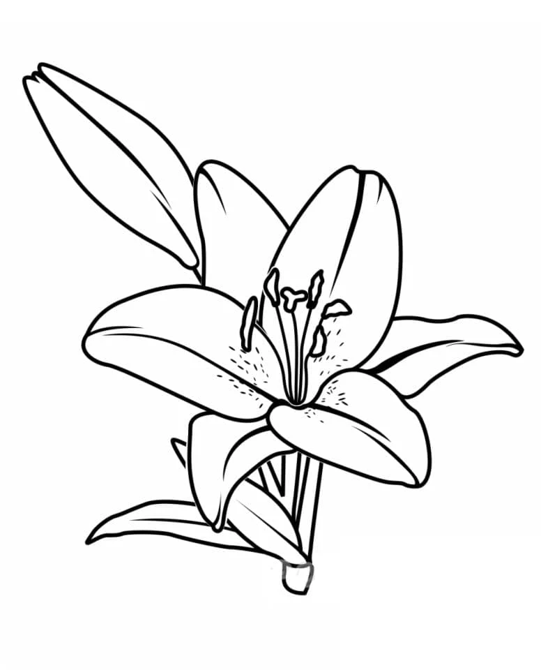 Desenho de Lírio em plena floração para colorir Desenho de Lírio em plena floração para colorir