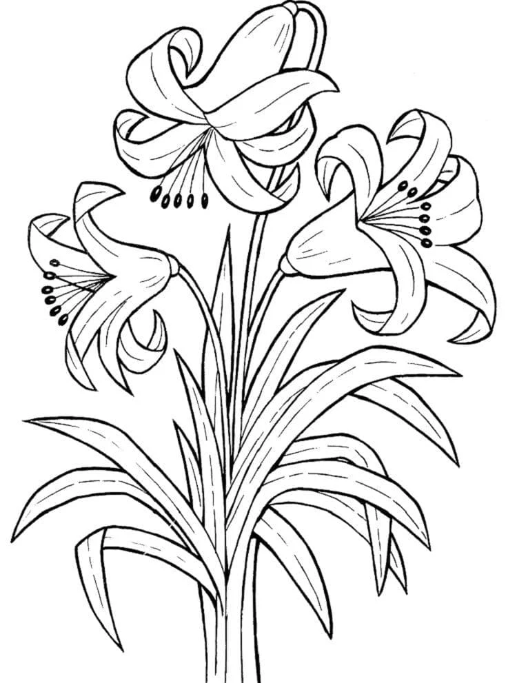 Desenho de Lírios em plena floração para colorir
