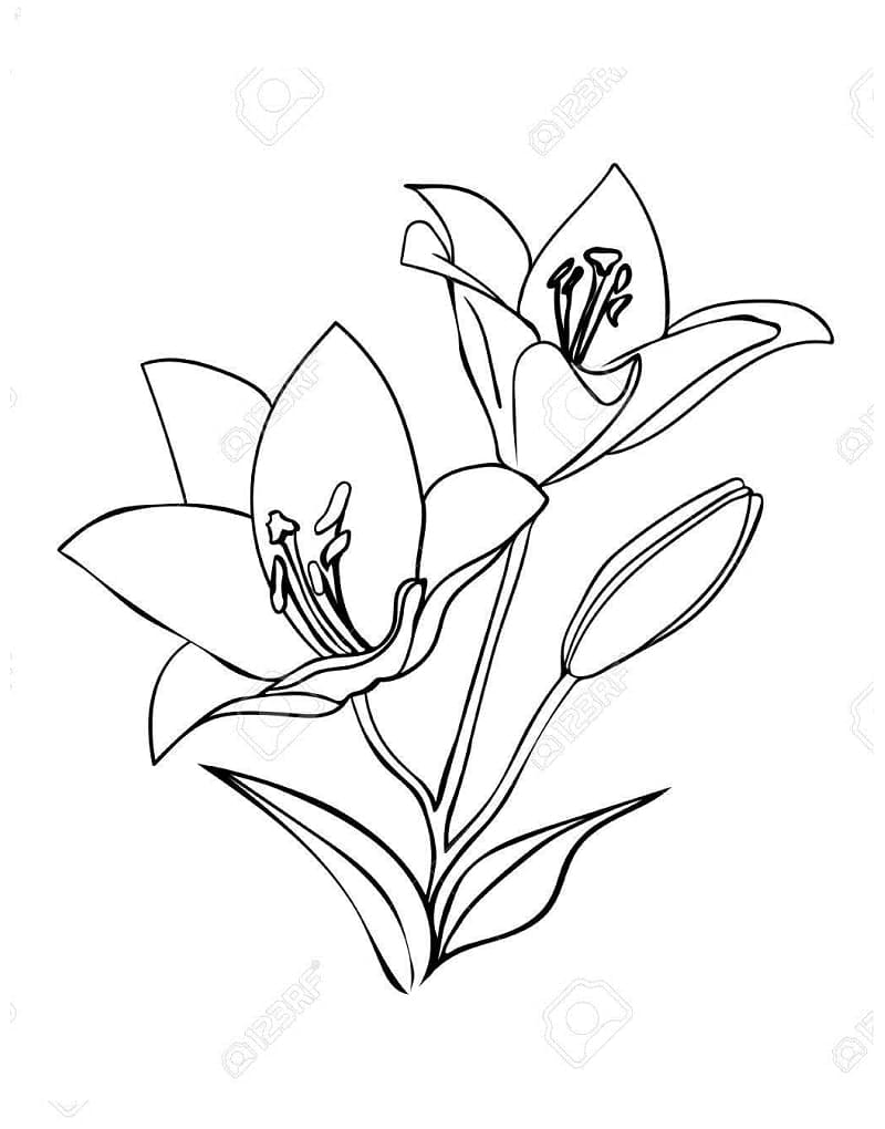 Linda página de Lírio #182402 para colorir, da coleção Natureza e Estações, baixe grátis