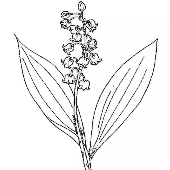 Desenho gratuito Lírio do Vale #176398 da colecao Natureza e Estações para imprimir