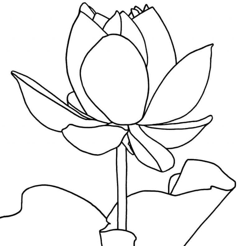 Desenho gratuito Lótus #182338 da colecao Natureza e Estações para imprimir Desenho gratuito Lótus #182338 da colecao Natureza e Estações para imprimir