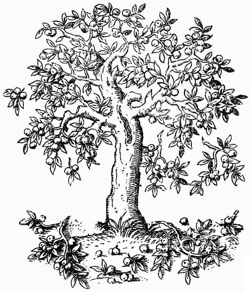 Desenho gratuito Macieira #174071 da colecao Natureza e Estações para imprimir Desenho gratuito Macieira #174071 da colecao Natureza e Estações para imprimir