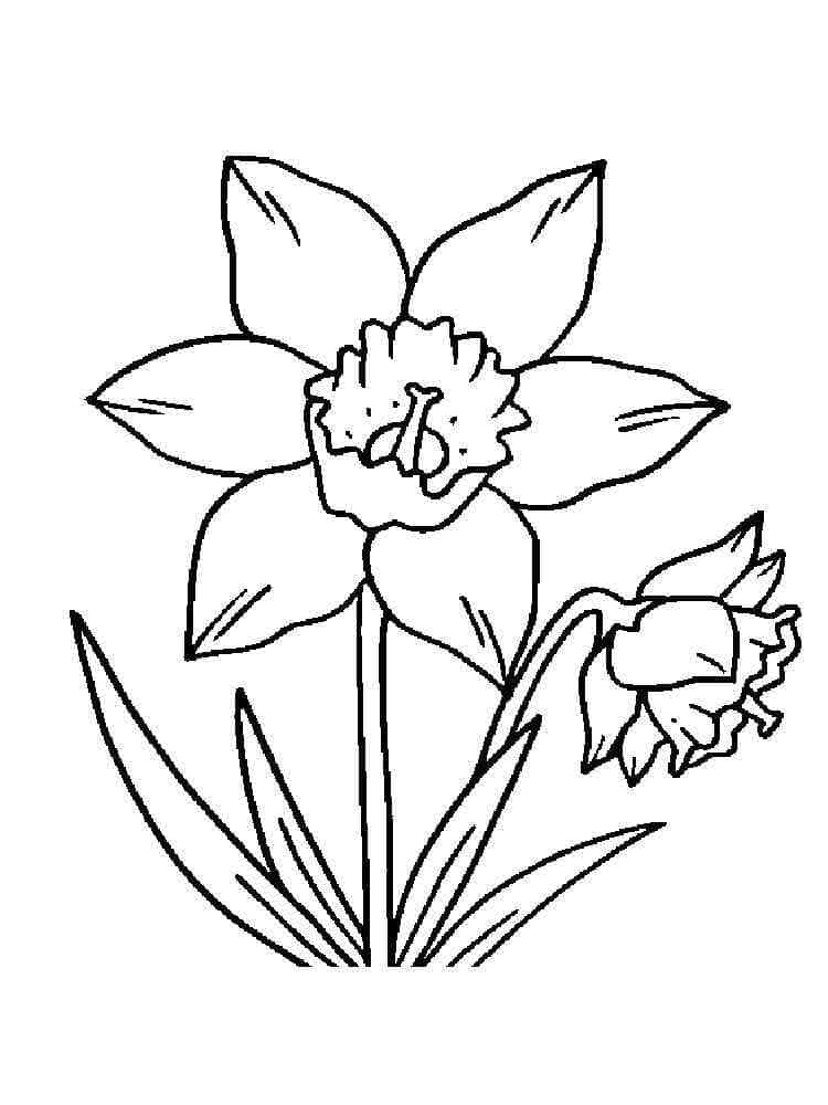 Desenho gratuito Narciso #189952 da colecao Natureza e Estações para imprimir Desenho gratuito Narciso #189952 da colecao Natureza e Estações para imprimir