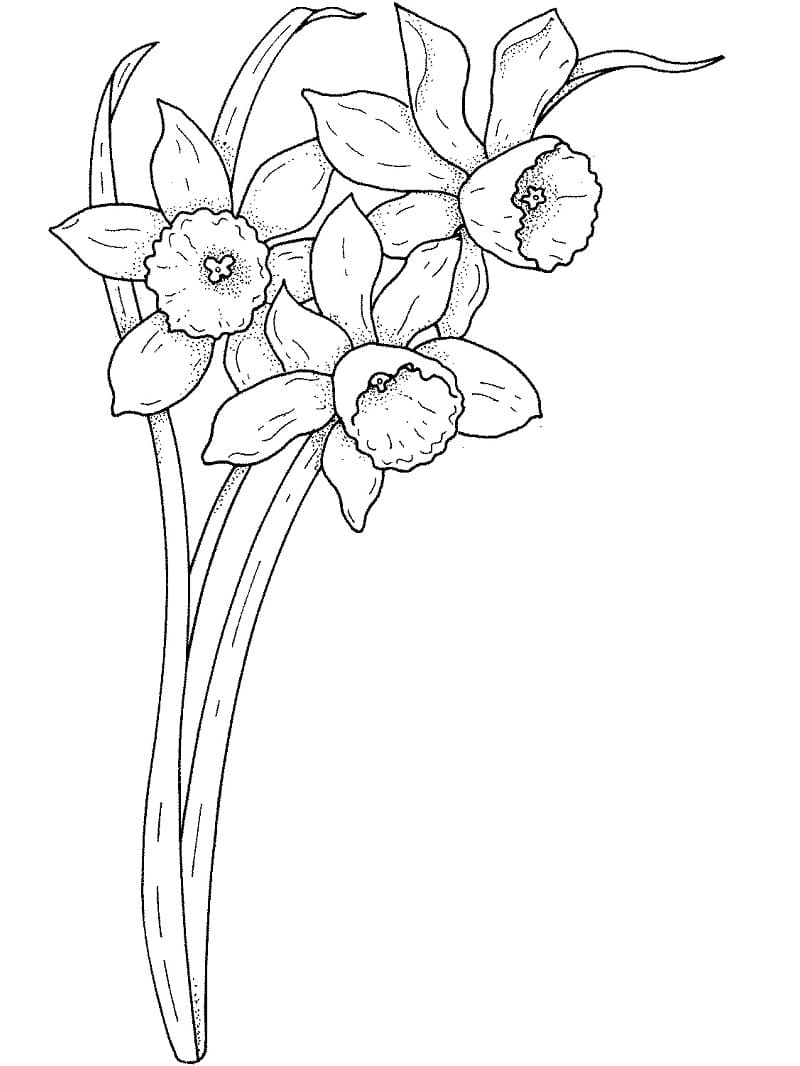 Desenho gratuito Narciso #189970 da colecao Natureza e Estações para imprimir