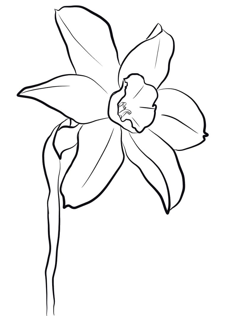 Desenho gratuito Narciso #189975 da colecao Natureza e Estações para imprimir Desenho gratuito Narciso #189975 da colecao Natureza e Estações para imprimir