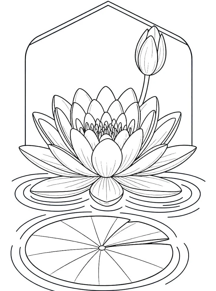 Desenho de Nenúfar com botão e folha flutuante para colorir