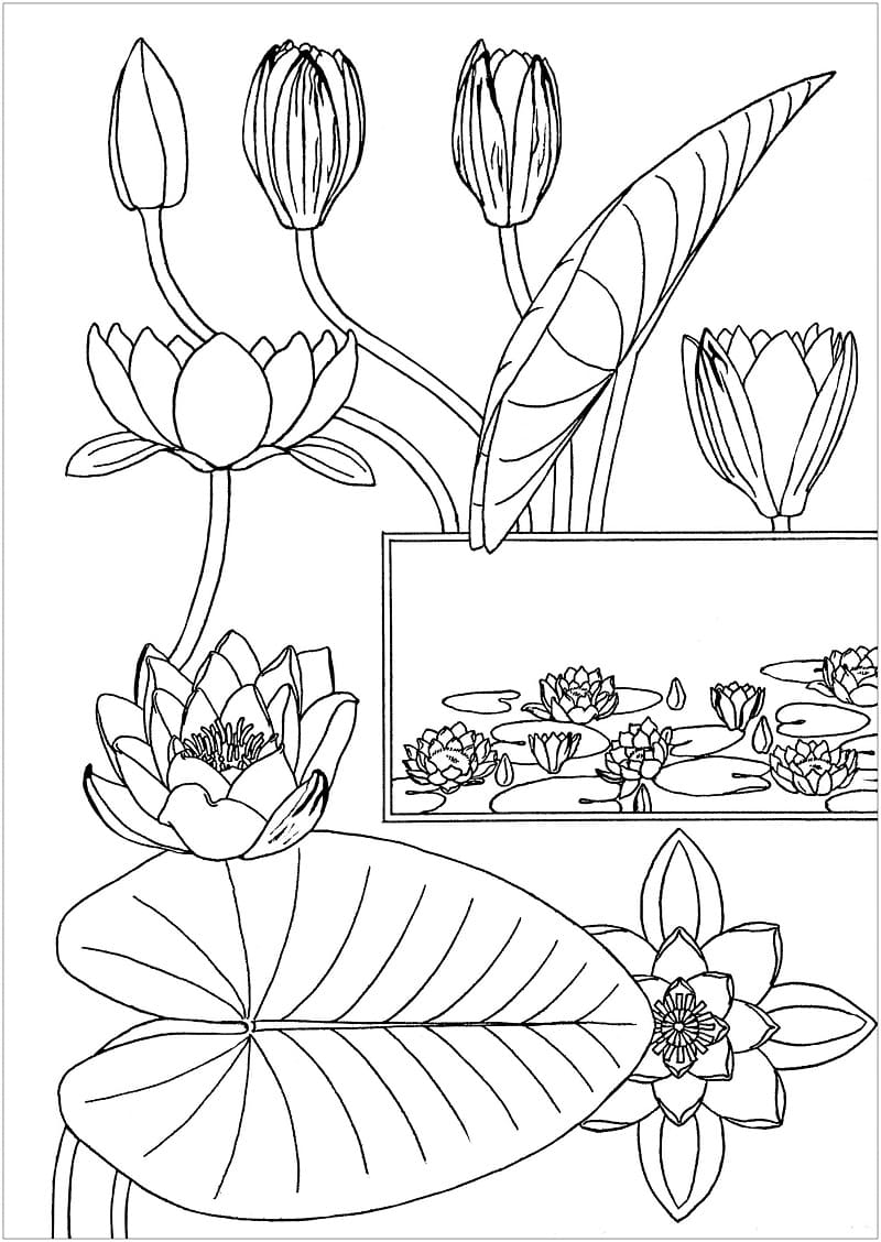 Desenho gratuito nenúfar #221881 da colecao Natureza e Estações para imprimir