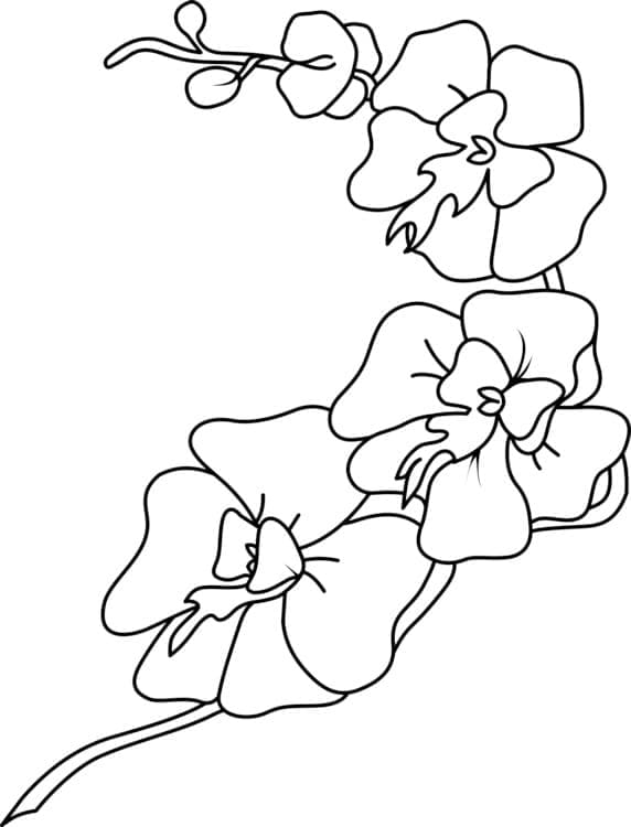 Página para colorir: Orquídea (Natureza e Estações) #176362 - Páginas para Colorir Imprimíveis Gratuitamente