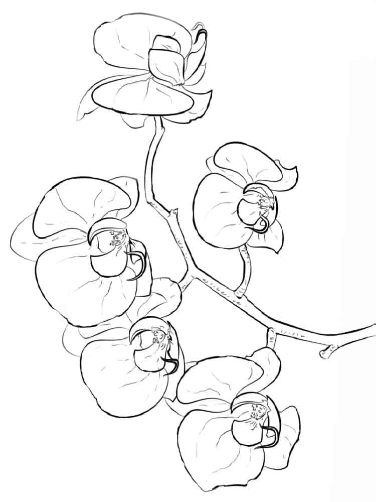 Desenho gratuito Orquídea #176374 da colecao Natureza e Estações para imprimir