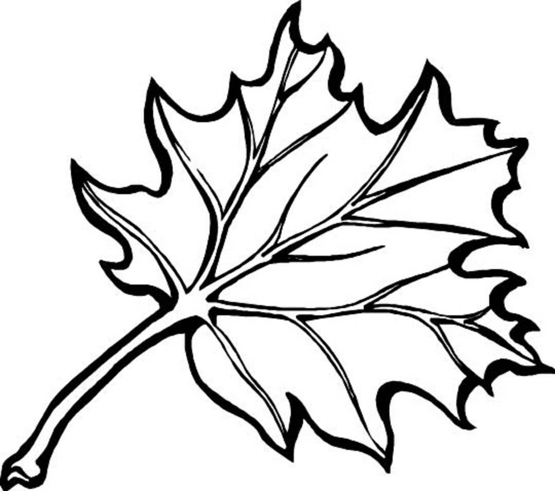 Desenho de Folha de bordo com nervuras detalhadas para colorir