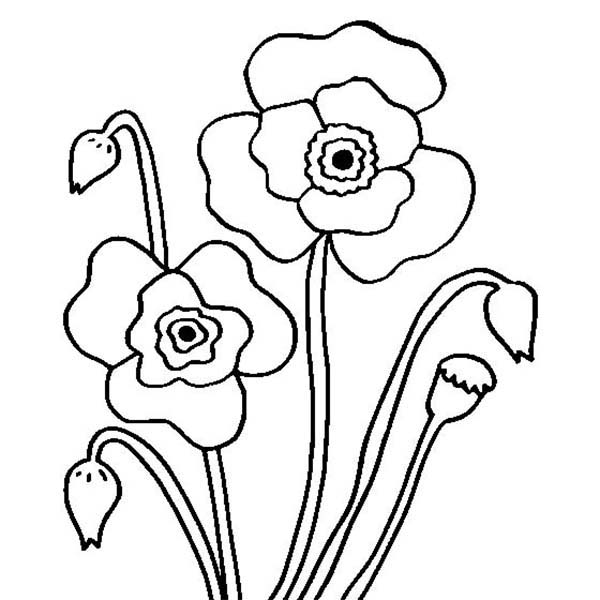 Desenho gratuito Papoula #162489 da colecao Natureza e Estações para imprimir