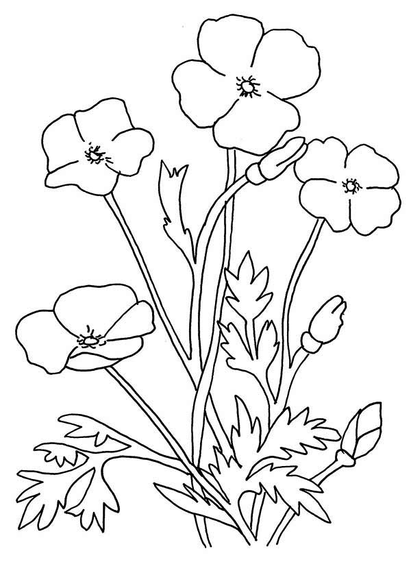 Desenho gratuito Papoula #162512 da colecao Natureza e Estações para imprimir
