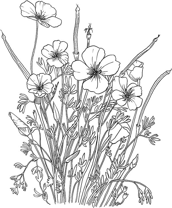 Desenho gratuito Papoula #162521 da colecao Natureza e Estações para imprimir