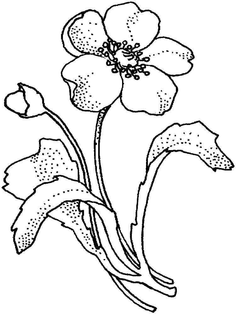 Desenho gratuito Papoula #182358 da colecao Natureza e Estações para imprimir