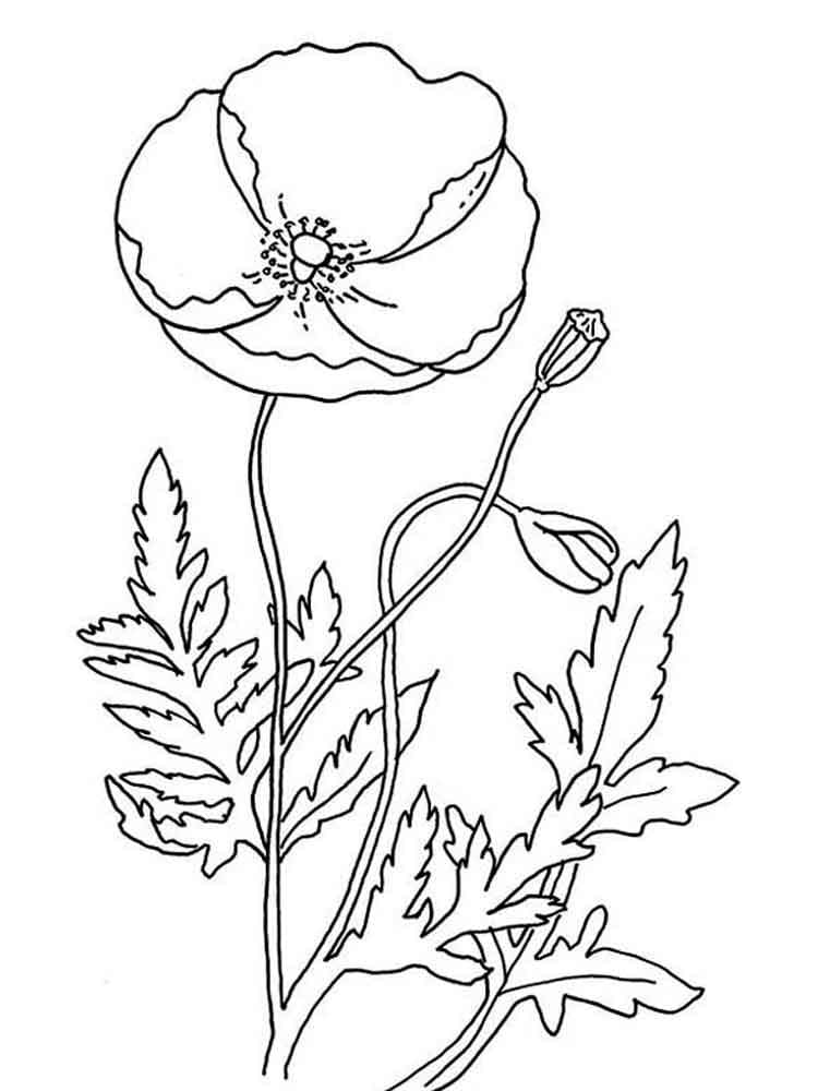 Desenho gratuito Papoula #182359 da colecao Natureza e Estações para imprimir