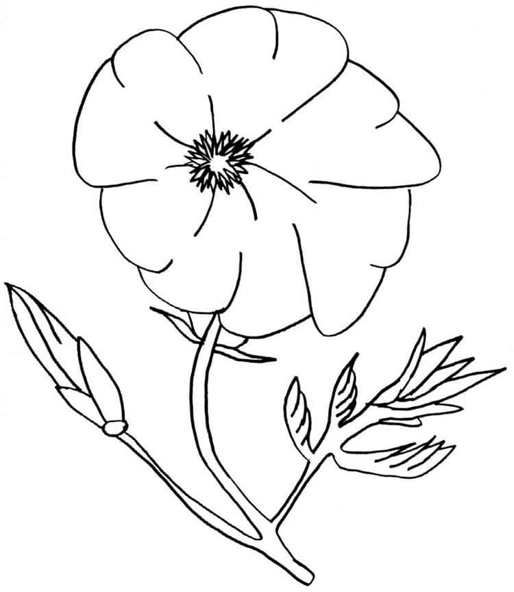 Desenho gratuito Papoula #182361 da colecao Natureza e Estações para imprimir