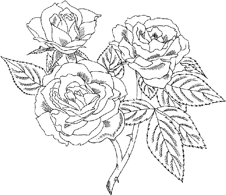 Desenho gratuito Rosas #161913 da colecao Natureza e Estações para imprimir
