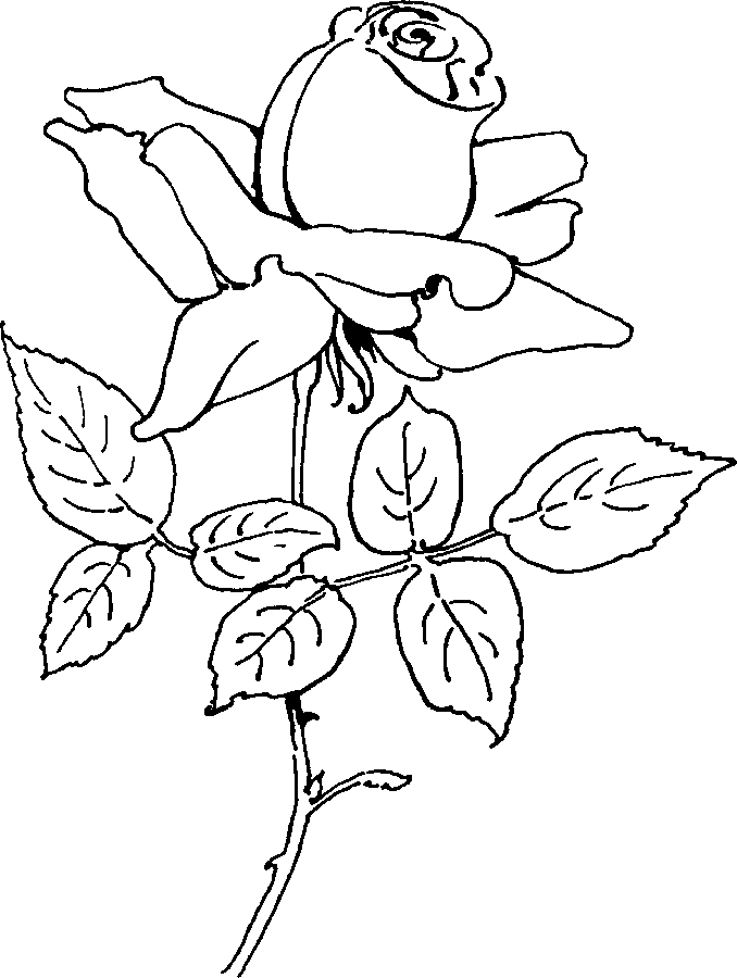 Desenho gratuito Rosas #161981 da colecao Natureza e Estações para imprimir