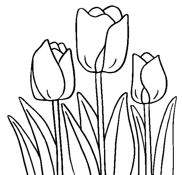 Desenho gratuito Tulipa #161701 da colecao Natureza e Estações para imprimir