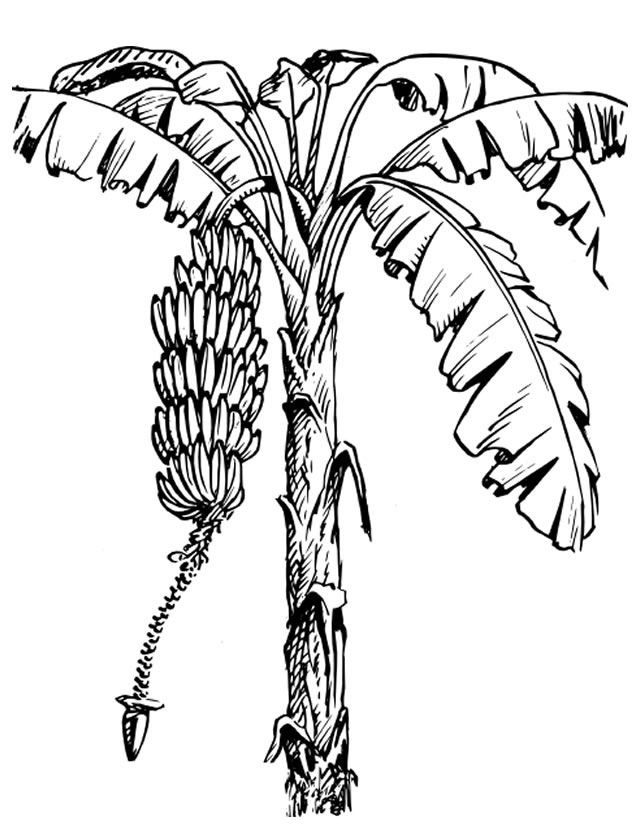 Página para colorir: ÁRVORE (Natureza) #154700 - Páginas para Colorir Imprimíveis Gratuitamente