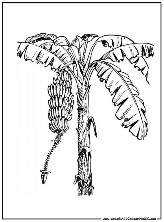 Página para colorir: ÁRVORE (Natureza) #154838 - Páginas para Colorir Imprimíveis Gratuitamente