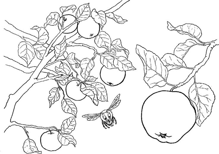 Página para colorir: árvore de maçã (Natureza) #163774 - Páginas para Colorir Imprimíveis Gratuitamente