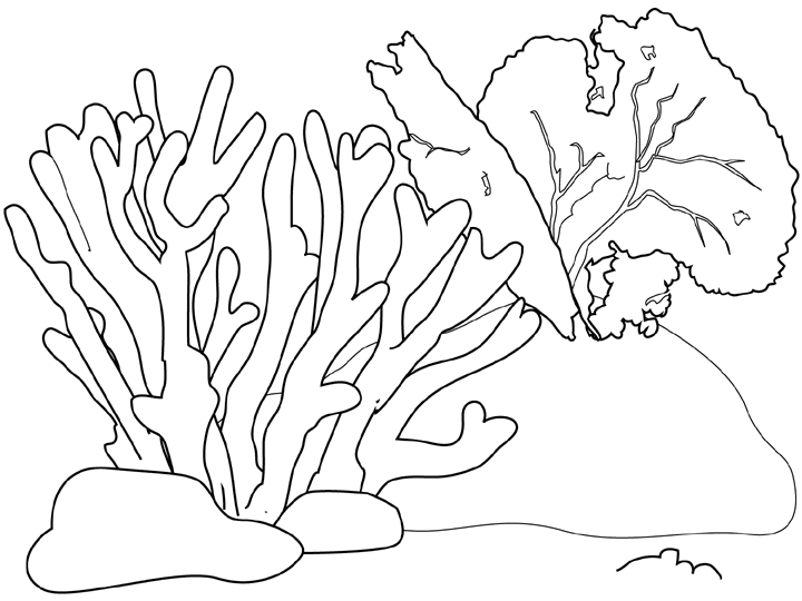 Página para colorir: Coral (Natureza) #162779 - Páginas para Colorir Imprimíveis Gratuitamente