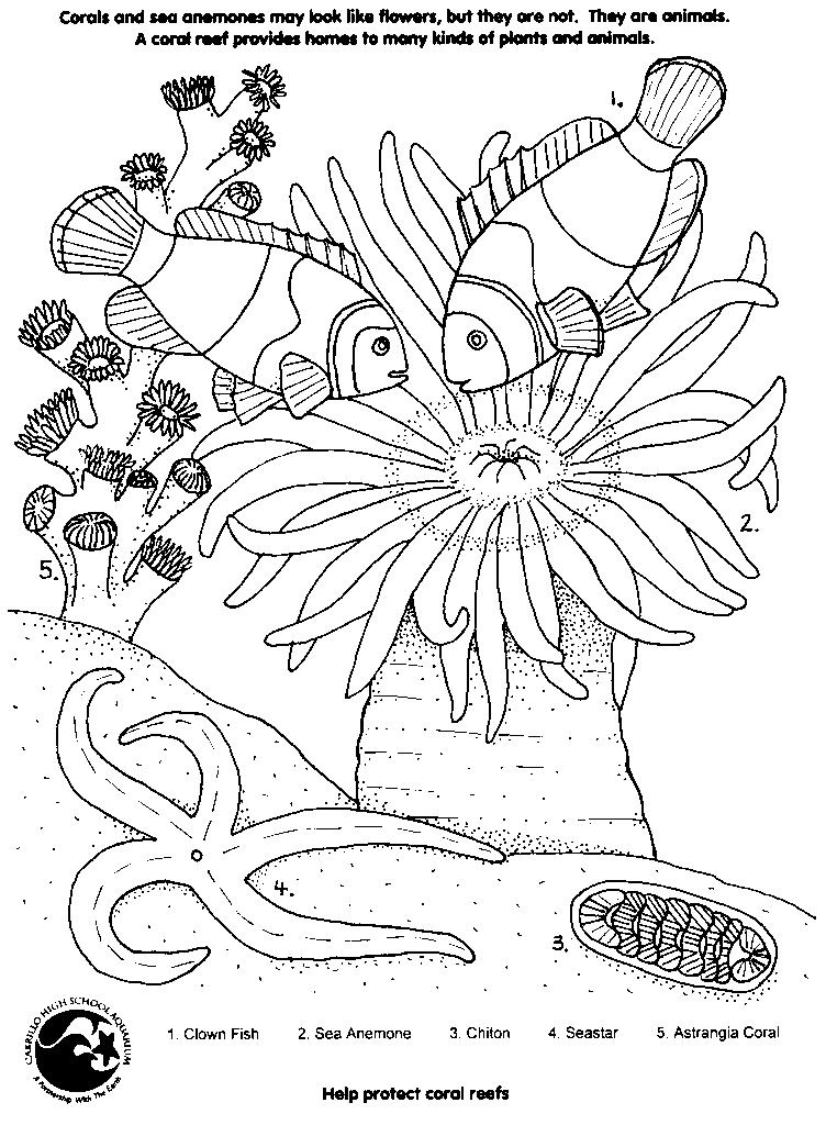 Página para colorir: Coral (Natureza) #162901 - Páginas para Colorir Imprimíveis Gratuitamente