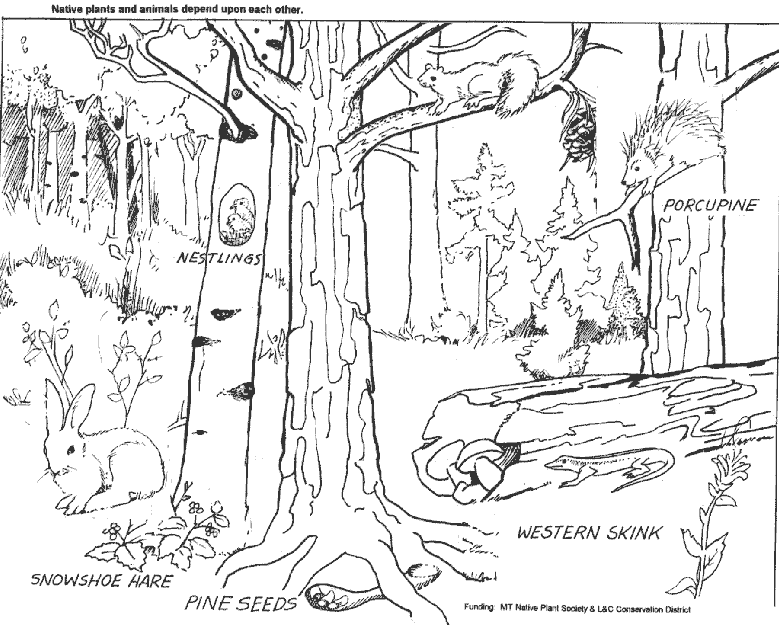 Página para colorir: Floresta (Natureza) #157021 - Páginas para Colorir Imprimíveis Gratuitamente
