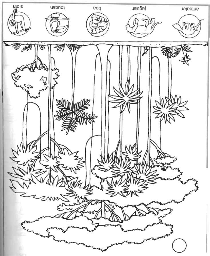 Página para colorir: Floresta (Natureza) #157251 - Páginas para Colorir Imprimíveis Gratuitamente