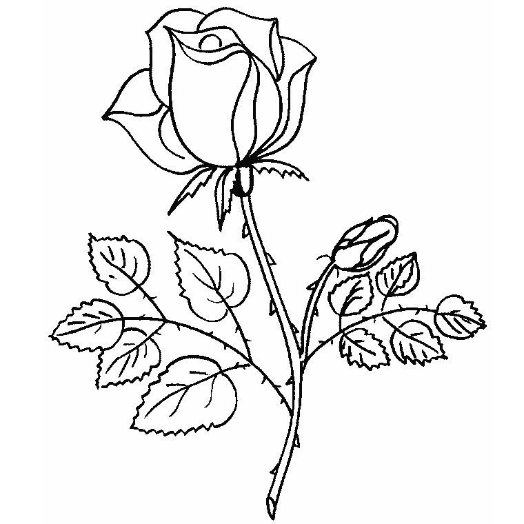 Página para colorir: rosas (Natureza) #161867 - Páginas para Colorir Imprimíveis Gratuitamente